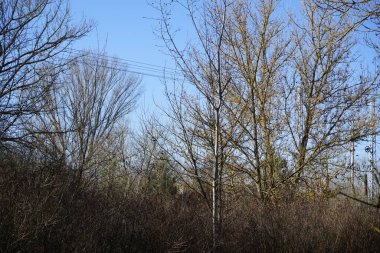 View of a railway from the edge of a forest in the Berlin-Biesdorf district. Berlin, Germany, Europe.