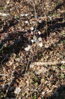 Lunaria Annua 'nın tohumları şubatta yetişiyor. Lunaria annua, lahanada ve hardal familyasında yetişen bir bitki türüdür. Berlin, Almanya, Avrupa. 