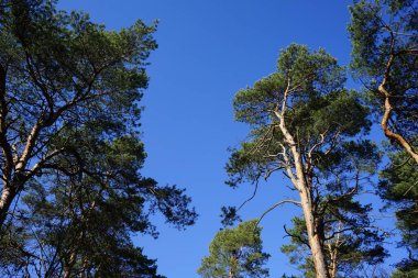 Pinus Sylvestris ağaçları Şubat ayında bir ormanda gökyüzüne karşı büyürler. Pinus sylvestris, çamgiller (Pinaceae) familyasından bir çam ağacı türü. Berlin, Almanya, Avrupa.             