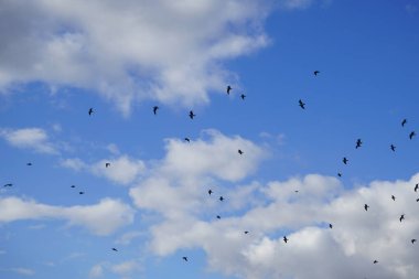 Larus canus ve Chroicocephalus ridibundus martıları Şubat ayında Dahme Nehri üzerinde uçarlar. Siyah başlı martı Palearctic 'de çoğalan küçük bir martıdır. Berlin, Almanya, Avrupa. 