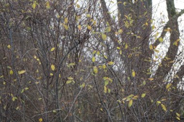 Symphoricarpos albusu şubat ayında büyür. Symphoricarpos albus, hanımeli familyasından yaygın olarak bilinen bir bitki türüdür. Berlin, Almanya, Avrupa.