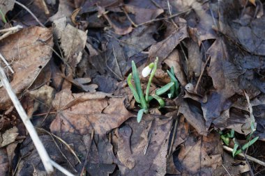 Şubat ayında Galanthus nivalis bitkileri beyaz çiçeklerle çiçek açar. Galanthus nivalis, Galanthus cinsi içinde en çok bilinen ve yaygın olarak görülen kartopu türüdür. Berlin, Almanya, Avrupa. 