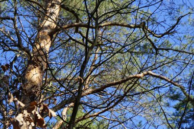A Parus major bird perches on a tree branch in the forest in February. The great tit, Parus major, is a small passerine bird in the tit family Paridae. Berlin, Germany, Europe. 