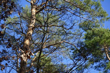 A Parus major bird perches on a tree branch in the forest in February. The great tit, Parus major, is a small passerine bird in the tit family Paridae. Berlin, Germany, Europe. 