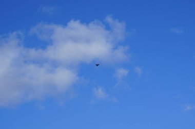 Şubat ayında Berlin 'deki bir dinlenme alanının üzerinde bir kuş uçar. Almanya, Avrupa.