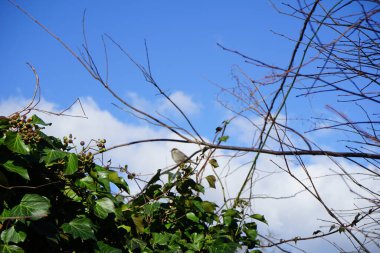 Şubat ayında bir erkek serçe, her zaman yeşil olan Hedera sarmalının yakınındaki bir dala tünemiş. Ev serçesi, Passer domesticus, Serçe familyasından bir kuş türü. Berlin, Almanya, Avrupa.