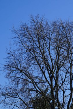 Şubat ayında Quercus Robur ağacına tünemiş kukuletalı kargalar. Kukuletalı karga (