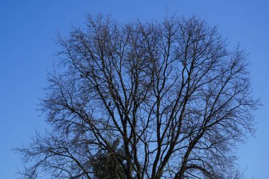 Şubat ayında Quercus Robur ağacına tünemiş kukuletalı kargalar. Kukuletalı karga (