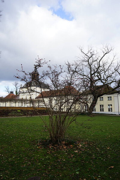 Viburnum farreri blooms in February in Schlosspark Koepenick. Viburnum farreri, syn. V. fragrans, is a species of flowering plant in the family Adoxaceae, formerly Caprifoliaceae. Berlin, Germany, Europe. 