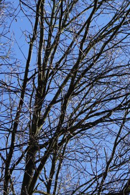 Bir Dendrocopos büyük ağaçkakanı Şubat ayında vahşi doğada bir ağaç dalına tünemiş. Büyük benekli ağaçkakan, Dendrocopos Major, orta büyüklükte bir ağaçkakandır. Berlin, Almanya, Avrupa.                               
