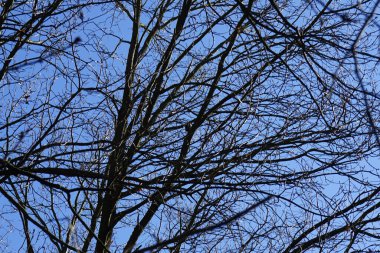 Bir Dendrocopos büyük ağaçkakanı Şubat ayında vahşi doğada bir ağaç dalına tünemiş. Büyük benekli ağaçkakan, Dendrocopos Major, orta büyüklükte bir ağaçkakandır. Berlin, Almanya, Avrupa.                               