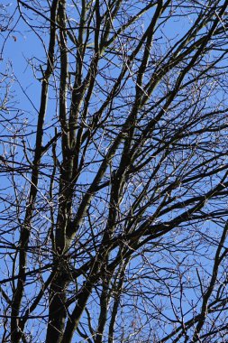 Bir Dendrocopos büyük ağaçkakanı Şubat ayında vahşi doğada bir ağaç dalına tünemiş. Büyük benekli ağaçkakan, Dendrocopos Major, orta büyüklükte bir ağaçkakandır. Berlin, Almanya, Avrupa.                               