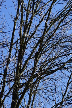 Bir Dendrocopos büyük ağaçkakanı Şubat ayında vahşi doğada bir ağaç dalına tünemiş. Büyük benekli ağaçkakan, Dendrocopos Major, orta büyüklükte bir ağaçkakandır. Berlin, Almanya, Avrupa.                               