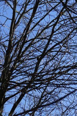 Bir Dendrocopos büyük ağaçkakanı Şubat ayında vahşi doğada bir ağaç dalına tünemiş. Büyük benekli ağaçkakan, Dendrocopos Major, orta büyüklükte bir ağaçkakandır. Berlin, Almanya, Avrupa.                               