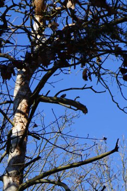 Bir Dendrocopos büyük ağaçkakanı Şubat ayında vahşi doğada bir ağaç dalına tünemiş. Büyük benekli ağaçkakan, Dendrocopos Major, orta büyüklükte bir ağaçkakandır. Berlin, Almanya, Avrupa.                                