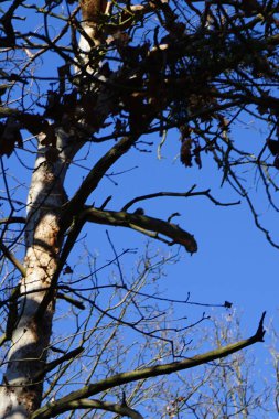 Bir Dendrocopos büyük ağaçkakanı Şubat ayında vahşi doğada bir ağaç dalına tünemiş. Büyük benekli ağaçkakan, Dendrocopos Major, orta büyüklükte bir ağaçkakandır. Berlin, Almanya, Avrupa.                                