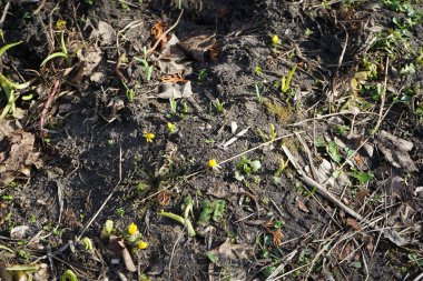 Eranbu hyemalis bitkileri şubatta sarı çiçeklerle açar. Eranthis hyemalis, Ranunculaceae familyasından çiçekli bir bitki türüdür. Berlin, Almanya, Avrupa. 