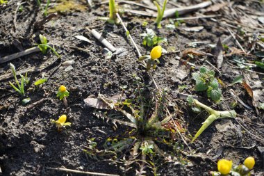 Eranbu hyemalis bitkileri şubatta sarı çiçeklerle açar. Eranthis hyemalis, Ranunculaceae familyasından çiçekli bir bitki türüdür. Berlin, Almanya, Avrupa. 
