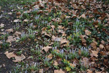 Mor Crocus tommasinianus ve sarı Eranthis hyemalis şubat ayında çiçek açar. Crocus tommasinianus (