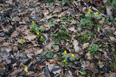 Eranbu hyemalis bitkileri şubatta sarı çiçeklerle açar. Eranthis hyemalis, Ranunculaceae familyasından çiçekli bir bitki türüdür. Berlin, Almanya, Avrupa. 