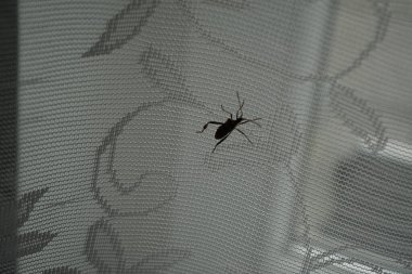 Leptoglossus occidentalis Mart ayında pencere tülünün üzerinde oturuyor. Batı kozalaklı kozalaklı böcek (