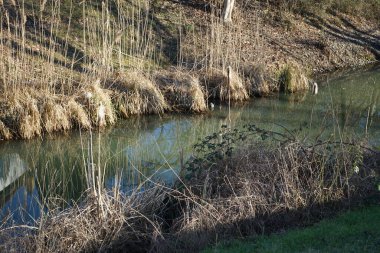 Typha latifolia, Şubat ayında Gallinula kloropus su kuşu ile Wuhle Nehri kıyısında yetişir. Typha latifolia (daha çok geniş yapraklı kedi kuyruğu olarak bilinir) uzun ömürlü bir bitkidir. Berlin, Almanya, Avrupa. 