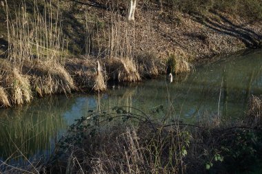 Typha latifolia, Şubat ayında Gallinula kloropus su kuşu ile Wuhle Nehri kıyısında yetişir. Typha latifolia (daha çok geniş yapraklı kedi kuyruğu olarak bilinir) uzun ömürlü bir bitkidir. Berlin, Almanya, Avrupa. 