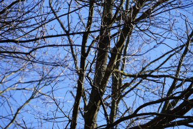 Dendrocopos 'un önde gelen ağaçkakanlarından biri Şubat ayında vahşi doğada bir Quercus soyguncusu dalına tünemiş. Büyük benekli ağaçkakan, Dendrocopos Major, orta büyüklükte bir ağaçkakandır. Berlin, Almanya, Avrupa. 