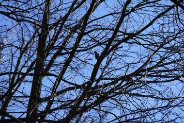 Dendrocopos 'un önde gelen ağaçkakanlarından biri Şubat ayında vahşi doğada bir Quercus soyguncusu dalına tünemiş. Büyük benekli ağaçkakan, Dendrocopos Major, orta büyüklükte bir ağaçkakandır. Berlin, Almanya, Avrupa. 