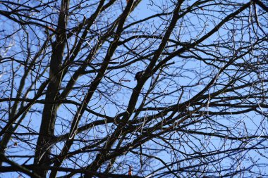 Dendrocopos 'un önde gelen ağaçkakanlarından biri Şubat ayında vahşi doğada bir Quercus soyguncusu dalına tünemiş. Büyük benekli ağaçkakan, Dendrocopos Major, orta büyüklükte bir ağaçkakandır. Berlin, Almanya, Avrupa. 