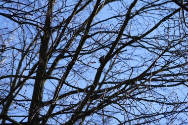 Dendrocopos 'un önde gelen ağaçkakanlarından biri Şubat ayında vahşi doğada bir Quercus soyguncusu dalına tünemiş. Büyük benekli ağaçkakan, Dendrocopos Major, orta büyüklükte bir ağaçkakandır. Berlin, Almanya, Avrupa. 