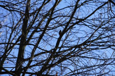 Dendrocopos 'un önde gelen ağaçkakanlarından biri Şubat ayında vahşi doğada bir Quercus soyguncusu dalına tünemiş. Büyük benekli ağaçkakan, Dendrocopos Major, orta büyüklükte bir ağaçkakandır. Berlin, Almanya, Avrupa. 