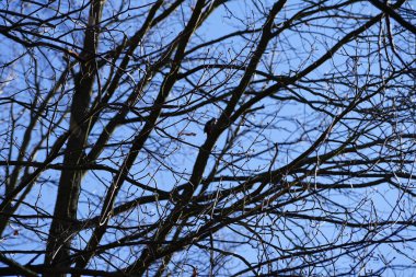 Dendrocopos 'un önde gelen ağaçkakanlarından biri Şubat ayında vahşi doğada bir Quercus soyguncusu dalına tünemiş. Büyük benekli ağaçkakan, Dendrocopos Major, orta büyüklükte bir ağaçkakandır. Berlin, Almanya, Avrupa. 