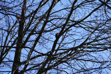 Dendrocopos 'un önde gelen ağaçkakanlarından biri Şubat ayında vahşi doğada bir Quercus soyguncusu dalına tünemiş. Büyük benekli ağaçkakan, Dendrocopos Major, orta büyüklükte bir ağaçkakandır. Berlin, Almanya, Avrupa. 