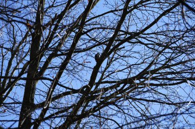 Dendrocopos 'un önde gelen ağaçkakanlarından biri Şubat ayında vahşi doğada bir Quercus soyguncusu dalına tünemiş. Büyük benekli ağaçkakan, Dendrocopos Major, orta büyüklükte bir ağaçkakandır. Berlin, Almanya, Avrupa. 