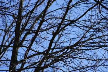 Dendrocopos 'un önde gelen ağaçkakanlarından biri Şubat ayında vahşi doğada bir Quercus soyguncusu dalına tünemiş. Büyük benekli ağaçkakan, Dendrocopos Major, orta büyüklükte bir ağaçkakandır. Berlin, Almanya, Avrupa. 
