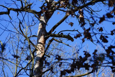 Bir Dendrocopos büyük ağaçkakanı Şubat ayında vahşi doğada bir ağaç dalına tünemiş. Büyük benekli ağaçkakan, Dendrocopos Major, orta büyüklükte bir ağaçkakandır. Berlin, Almanya, Avrupa. 