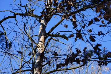 Bir Dendrocopos büyük ağaçkakanı Şubat ayında vahşi doğada bir ağaç dalına tünemiş. Büyük benekli ağaçkakan, Dendrocopos Major, orta büyüklükte bir ağaçkakandır. Berlin, Almanya, Avrupa. 