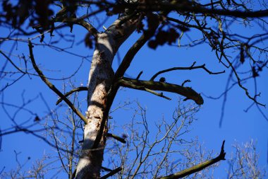 Bir Dendrocopos büyük ağaçkakanı Şubat ayında vahşi doğada bir ağaç dalına tünemiş. Büyük benekli ağaçkakan, Dendrocopos Major, orta büyüklükte bir ağaçkakandır. Berlin, Almanya, Avrupa. 
