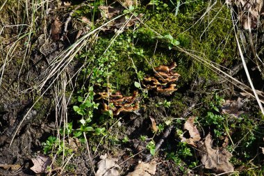 Trametler Şubat ayında eski dallarda yetişen versicolor mantarlar. Trametes versicolor, Coriolus versicolor, Polyporus versicolor yaygın bir polipore mantarıdır. Berlin, Almanya, Avrupa.