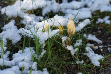 Crocus chrysanthus 'Romance' şubat ayında kar altında sarı çiçeklerle çiçek açar. Crocus chrysanthus, Crocus cinsinin bir çiçekli bitki türüdür. Berlin, Almanya. 