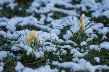 Crocus chrysanthus 'Romance' şubat ayında kar altında sarı çiçeklerle çiçek açar. Crocus chrysanthus, Crocus cinsinin bir çiçekli bitki türüdür. Berlin, Almanya. 
