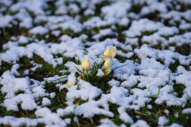 Crocus chrysanthus 'Romance' şubat ayında kar altında sarı çiçeklerle çiçek açar. Crocus chrysanthus, Crocus cinsinin bir çiçekli bitki türüdür. Berlin, Almanya. 