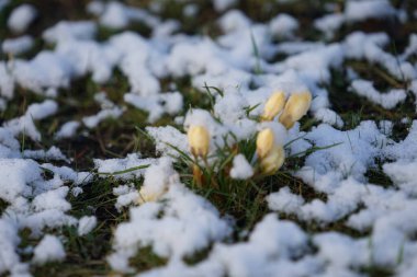 Crocus chrysanthus 'Romance' şubat ayında kar altında sarı çiçeklerle çiçek açar. Crocus chrysanthus, Crocus cinsinin bir çiçekli bitki türüdür. Berlin, Almanya. 