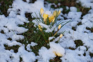 Crocus chrysanthus 'Romance' şubat ayında kar altında sarı çiçeklerle çiçek açar. Crocus chrysanthus, Crocus cinsinin bir çiçekli bitki türüdür. Berlin, Almanya. 
