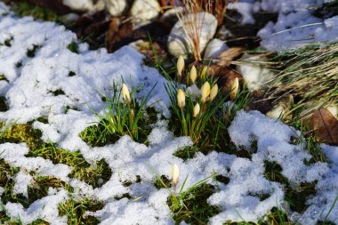 Crocus chrysanthus 'Romance' şubat ayında kar altında sarı çiçeklerle çiçek açar. Crocus chrysanthus, Crocus cinsinin bir çiçekli bitki türüdür. Berlin, Almanya. 
