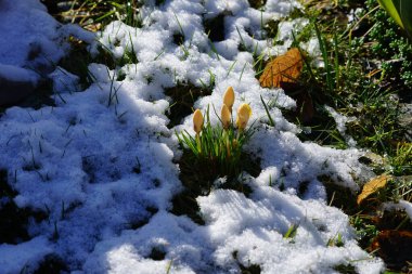 Crocus chrysanthus 'Romance' şubat ayında kar altında sarı çiçeklerle çiçek açar. Crocus chrysanthus, Crocus cinsinin bir çiçekli bitki türüdür. Berlin, Almanya. 