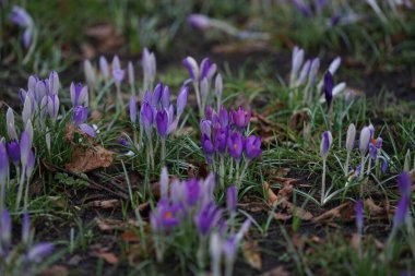 Crocus tommasinianus bitkileri anıt park 