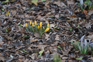Crocus x luteus 'Altın Sarı' ve Crocus tommasinianus Şubat ayında düşen yapraklar arasında çiçek açarlar. Crocus, İridaceae familyasına ait mevsimlik çiçekli bir bitki cinsidir. Berlin, Almanya, Avrupa. 