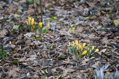 Crocus x luteus 'Altın Sarı' ve Crocus tommasinianus Şubat ayında düşen yapraklar arasında çiçek açarlar. Crocus, İridaceae familyasına ait mevsimlik çiçekli bir bitki cinsidir. Berlin, Almanya, Avrupa. 